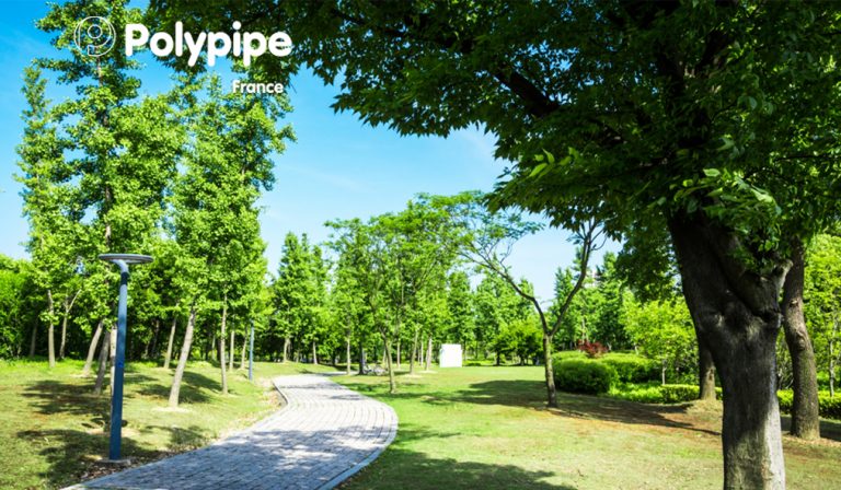 arbre urbain